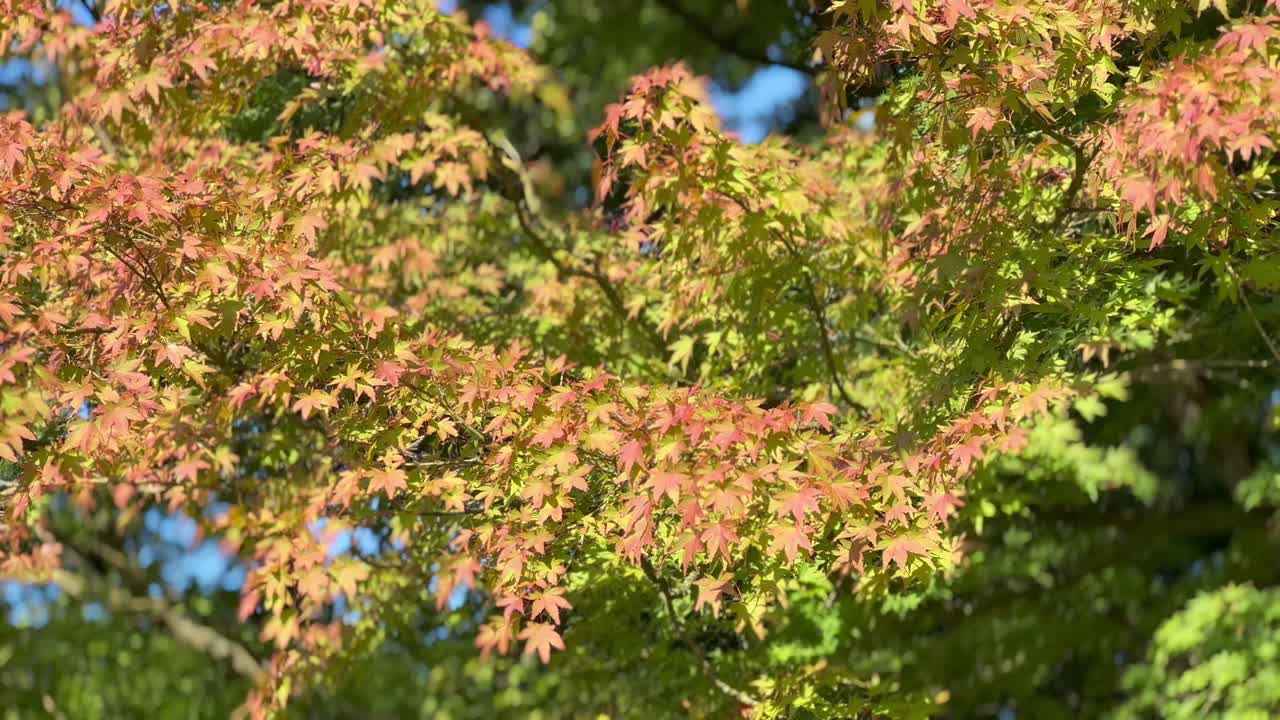 coloridas hojas de arce japonés en la temporada de otoño iluminadas por el sol