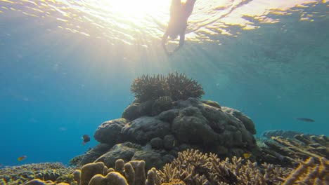 fotografía submarina de un buzo nadando por encima de un diverso arrecife de coral, con una prominente formación de coral acropora en primer plano