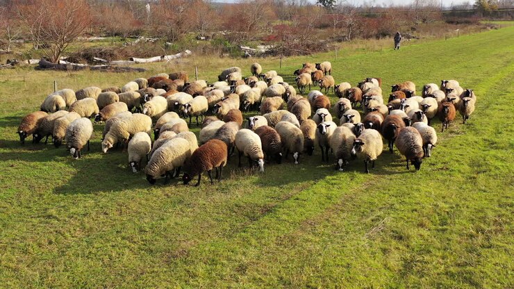 Un gregge di pecore mangia l'erba sul bellissimo prato. Campo verde con animali domestici soffici, marroni e bianchi.