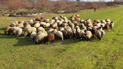 herd of sheeps eats a grass on the beautiful meadow. green field with fluffy brown and white domestic animals.