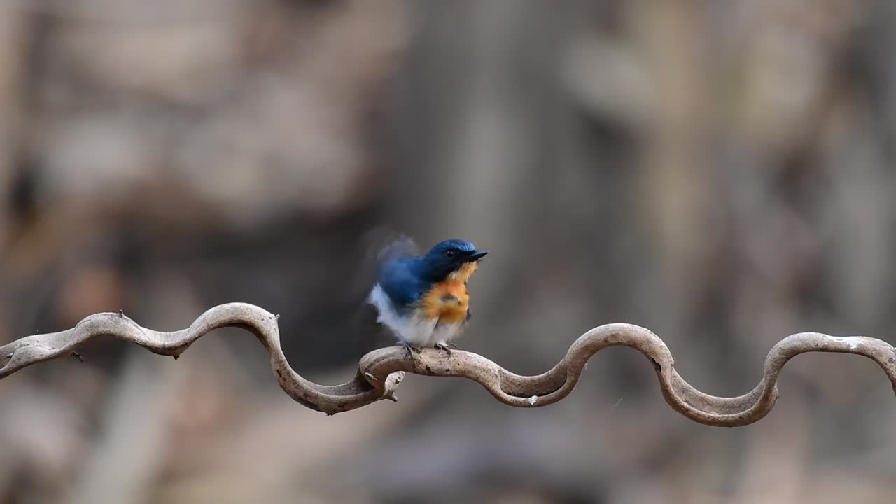 el papamoscas azul de indochina se encuentra en los bosques de las tierras bajas de tailandia, conocido por sus plumas azules y su pecho de naranja a blanco