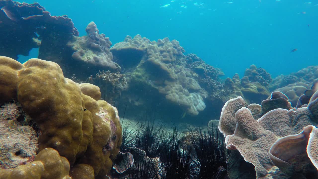 toma estática submarina de erizos de mar, corales y peces nadando en el mar de andaman