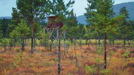 a wooden hunting blind on stilts is nestled in the middle of a pine forest, offering a strategic view of the area