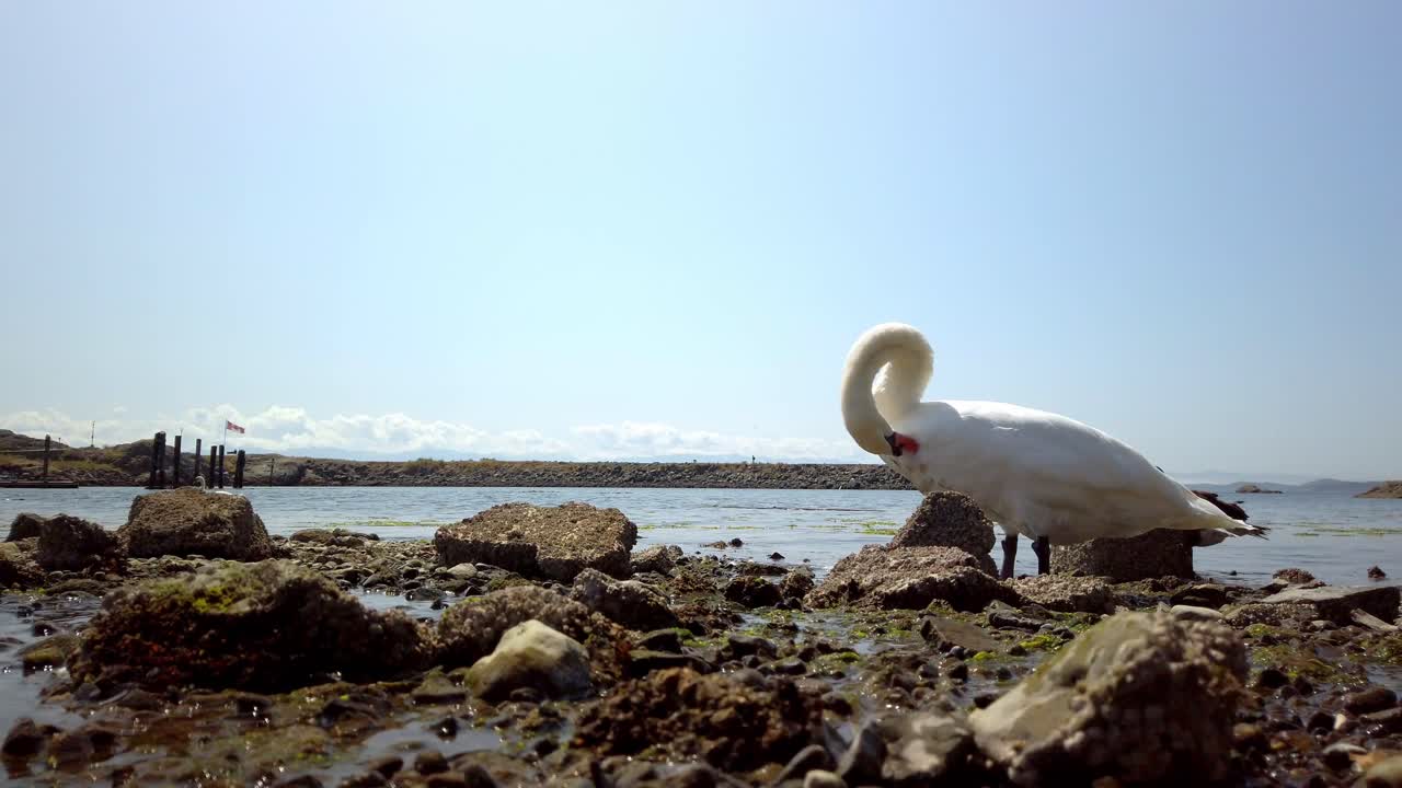 Swan drinking polluated water in Pacific ocean during summer in Canada
