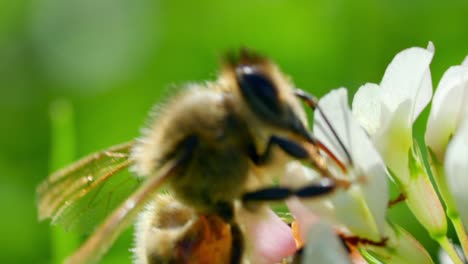 Foto-Macro-De-Una-Abeja-Chupando-Néctar-En-Una-Flor