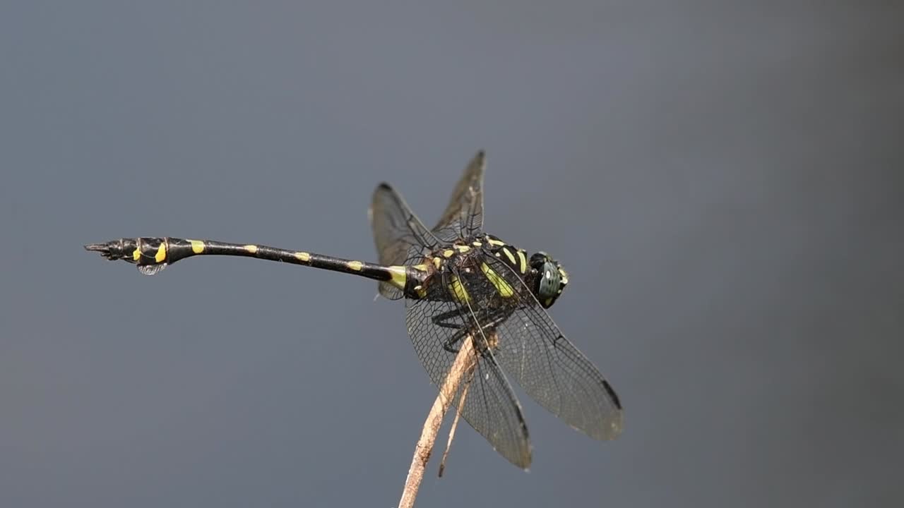 frente a la derecha mientras se posa en una ramita, gira la cabeza, flangetail común, ictinogomphus decoratus, parque nacional kaeng krachan, patrimonio mundial de la unesco, tailandia