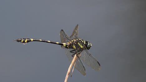 facing right while perching on a twig, turns its head, windy days at a pond, common flangetail, ictinogomphus decoratus, kaeng krachan national park, unesco world heritage, thailand