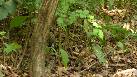 coatí buscando comida en una selva tropical de américa central