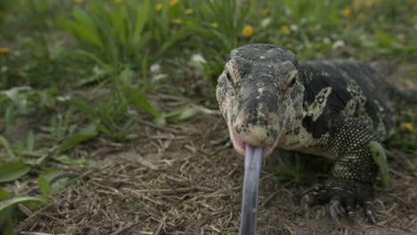 asian water monitor tongue extension lizard