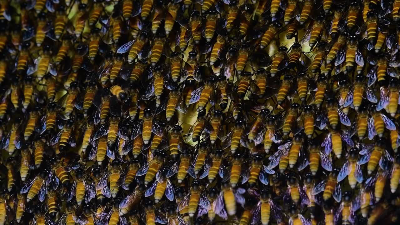 se sabe que las abejas melíferas gigantes construyen grandes colonias de nidos con bolsillos simétricos hechos de cera para almacenar miel como fuente de alimento.
