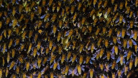 Se-Sabe-Que-Las-Abejas-Melíferas-Gigantes-Construyen-Grandes-Colonias-De-Nidos-Con-Bolsillos-Simétricos-Hechos-De-Cera-Para-Almacenar-Miel-Como-Fuente-De-Alimento.