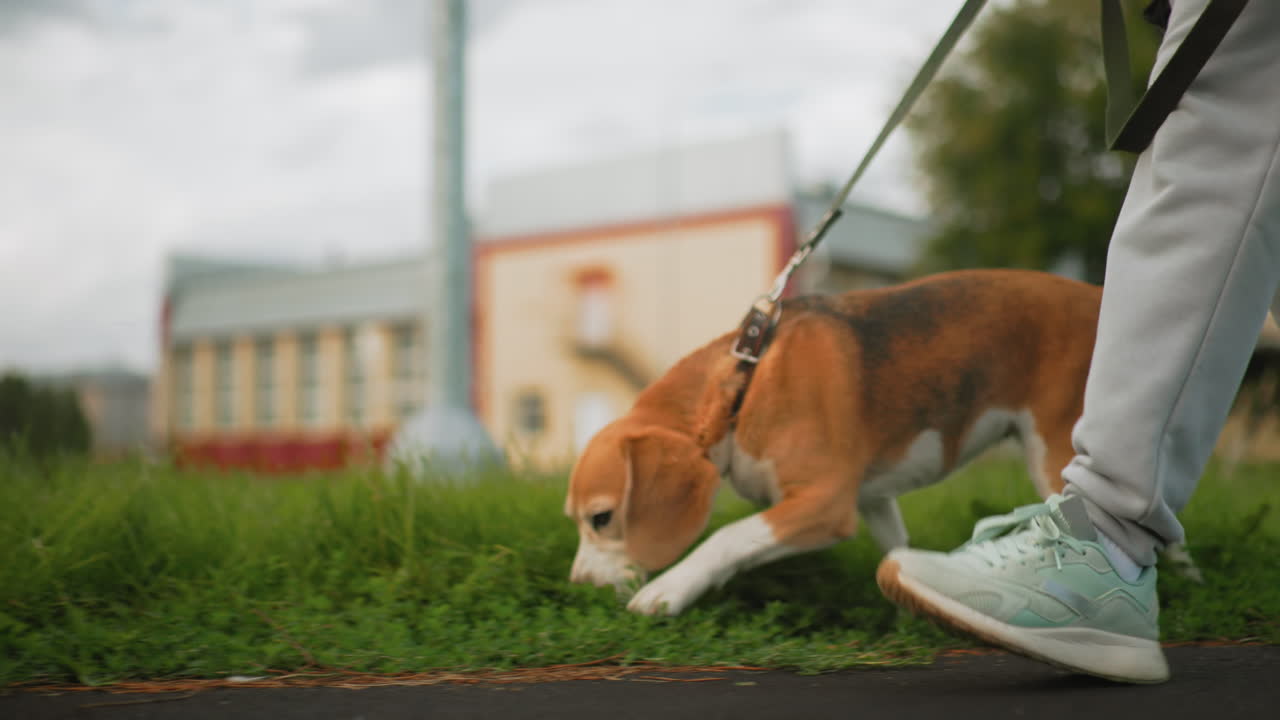 Leg view of sport woman walking beside grass field with beagle sniffing ground near outdoor table tennis court, showing active lifestyle, morning exercise, and fitness routine in fresh air