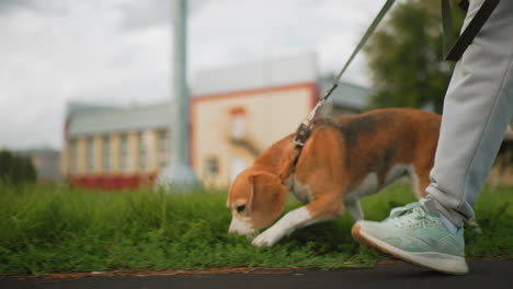 leg view of sport woman walking beside grass field with beagle sniffing ground near outdoor table tennis court, showing active lifestyle, morning exercise, and fitness routine in fresh air