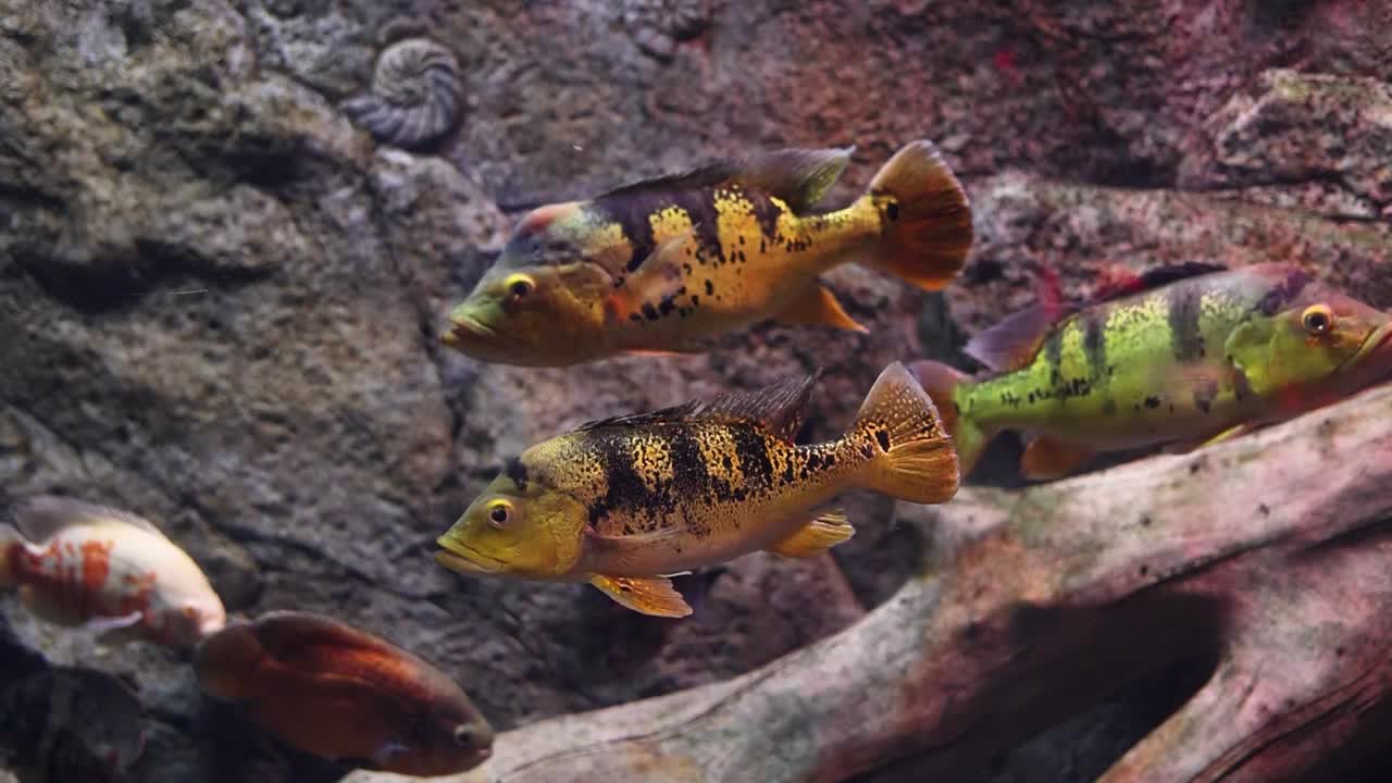 un colorido pez pacu en un acuario