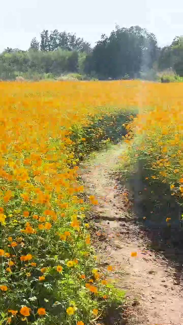 Vasto campo di fiori gialli alla luce del sole