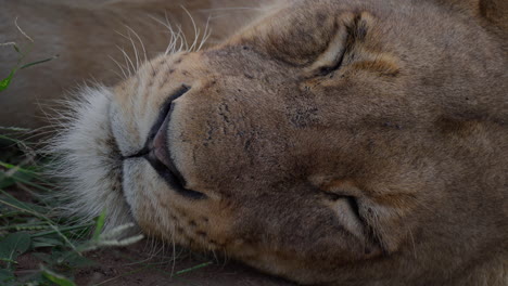 sleeping lioness