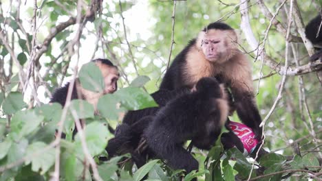 flea infected monkey ape primate group sitting on branch in jungle scratching itching each other