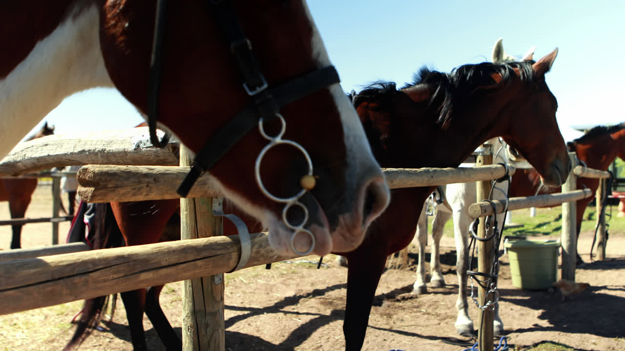 Ragazza che tocca il cavallo nel ranch 4k
