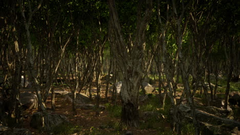 un oscuro paisaje de bosque de montaña con niebla