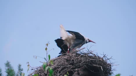 white stork in courtship period in early spring