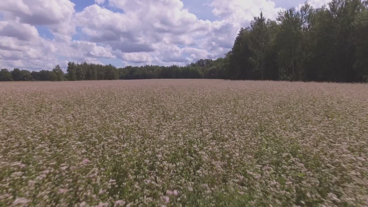 Agricultural Buckwheat Cover Crop Field On A Sunny Summer Day. Aerial Low Flying Forward