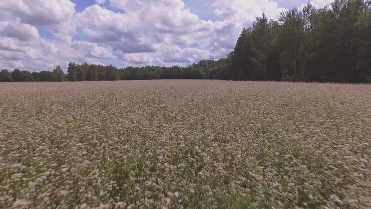 Campo di grano saraceno come coltura di copertura in un giorno d'estate soleggiato. Volo aereo a bassa quota in avanti