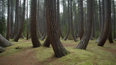 a peaceful forest scene with tall trees