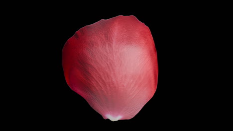 red flower petal