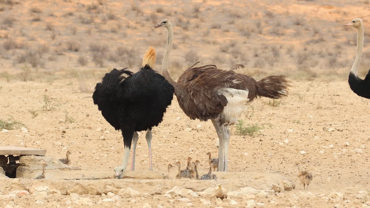Medium shot of two males and female ostrich and their chicks drinking at a waterhole, Kgalagadi Transfrontier Park