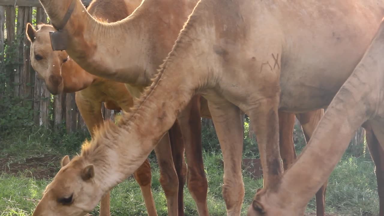 Camel rural africa- Green bio organic low waste smart agriculture - health Camel feeding in a home garden, indoor farming kenya Africa during covid 2020-2021 social distancing 2020 new year 2021.
