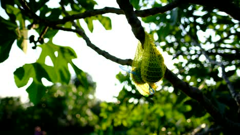 seeding-samples-of-green-immature-fig-trees