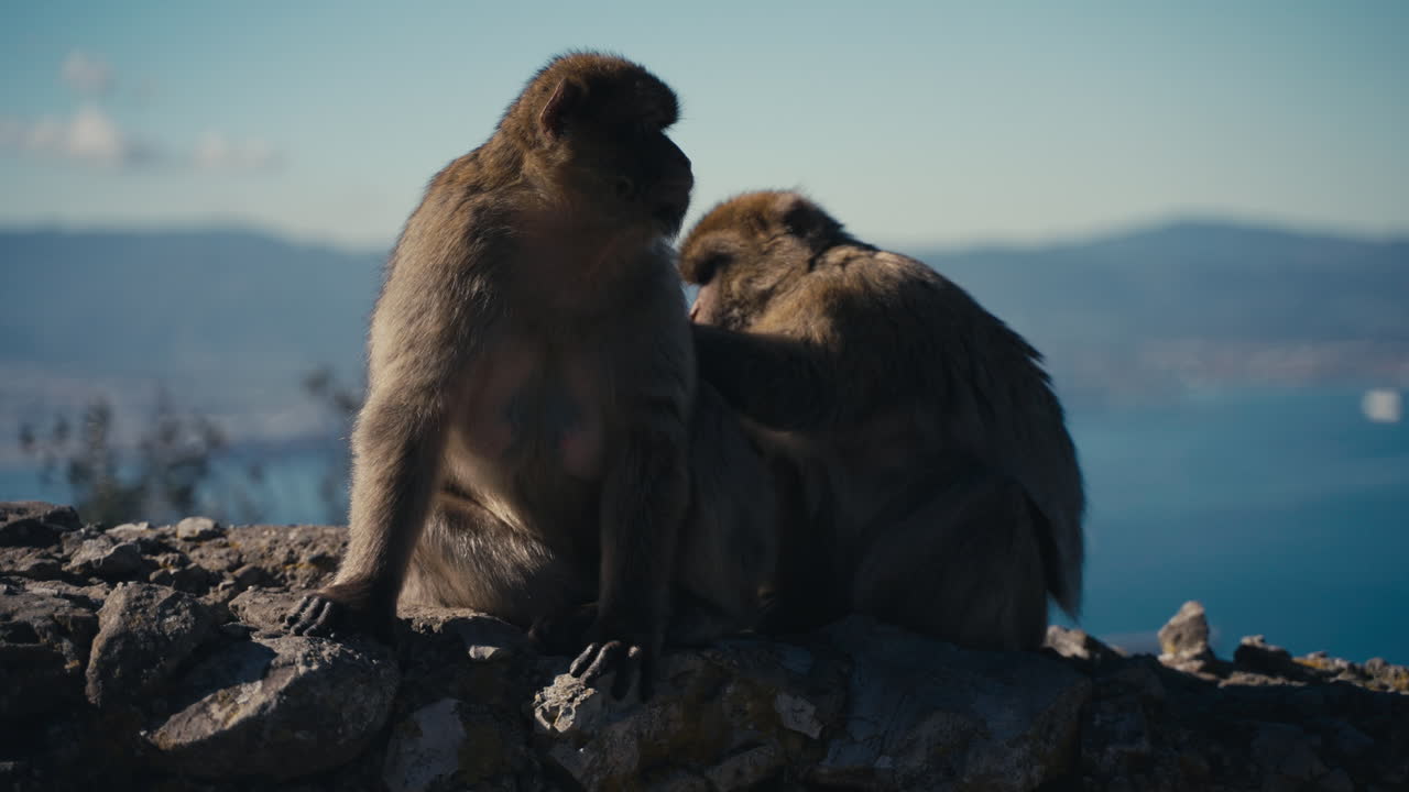 Gibraltaraper hviler på muren