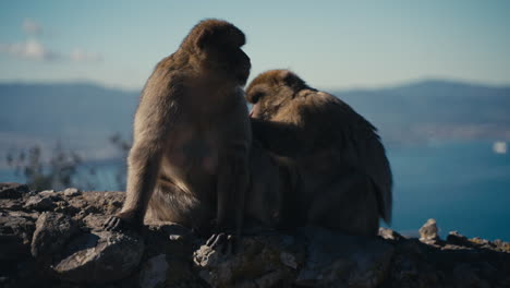 gibraltar apes rest on the wall