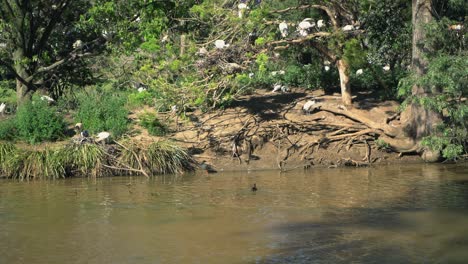 Swan-swimming-past-a-Large-group-of-white-ibis-birds-all-together-on-an-island-nest-in-nature-surrounding-a-brown-lake-on-a-sunny-day