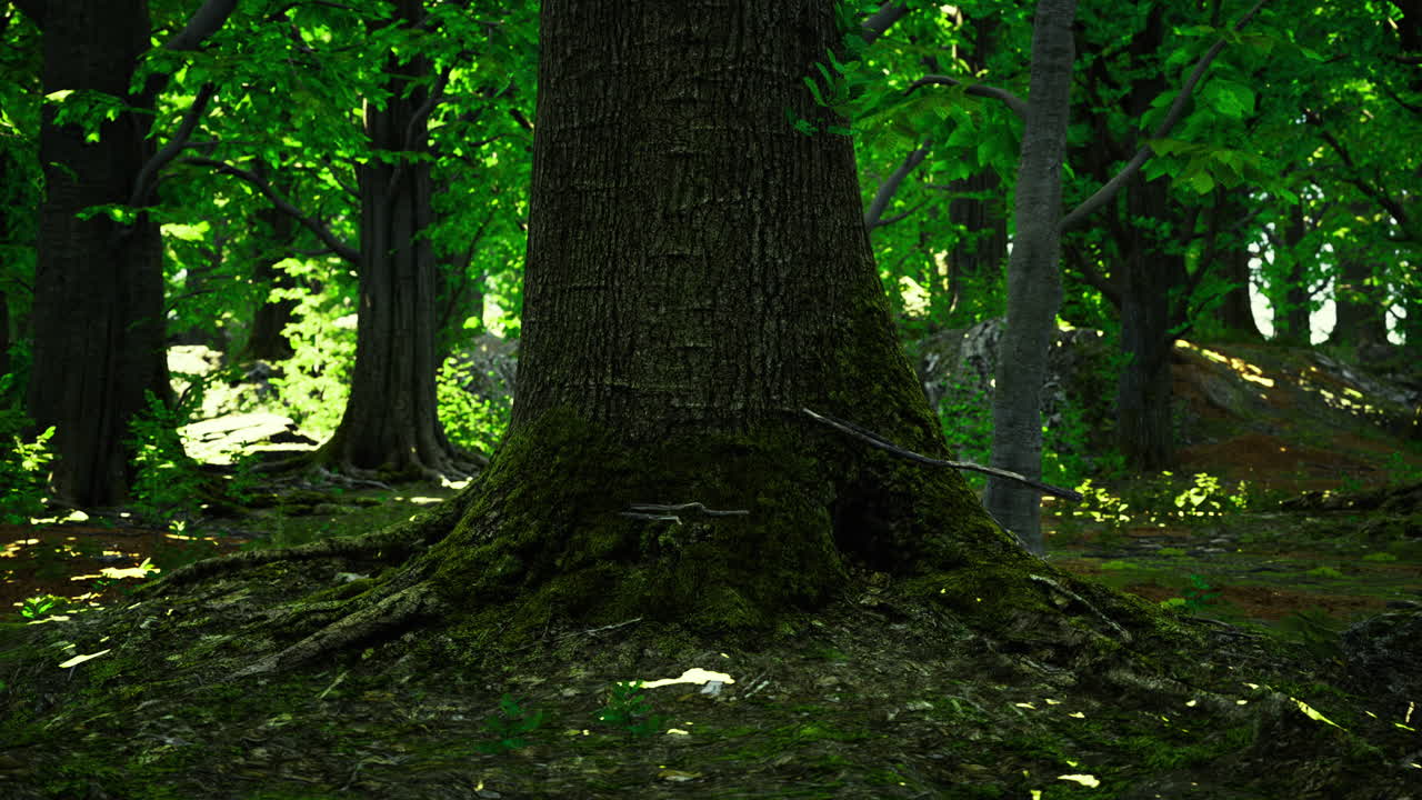 Majestic tree standing tall in a lush green forest with dappled sunlight