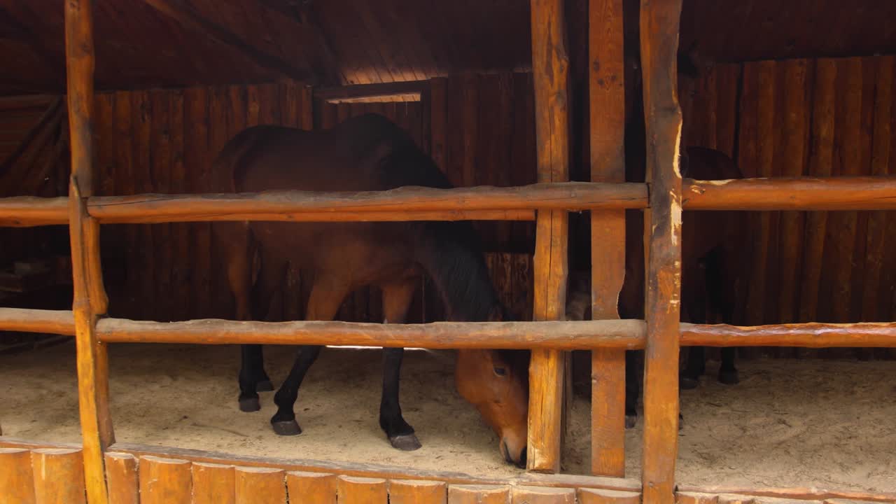 Horses in a Wooden Stall