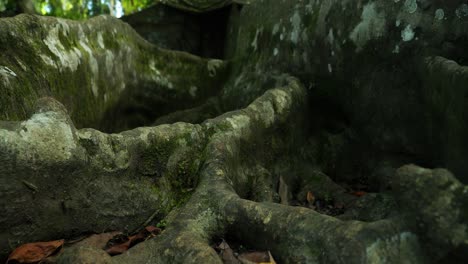 Rückwärtsaufnahme-Der-Großen-Wurzeln-Eines-Großen-Alten-Baumes-In-Bali,-Indonesien,-In-Einem-Heiligen-Tempel