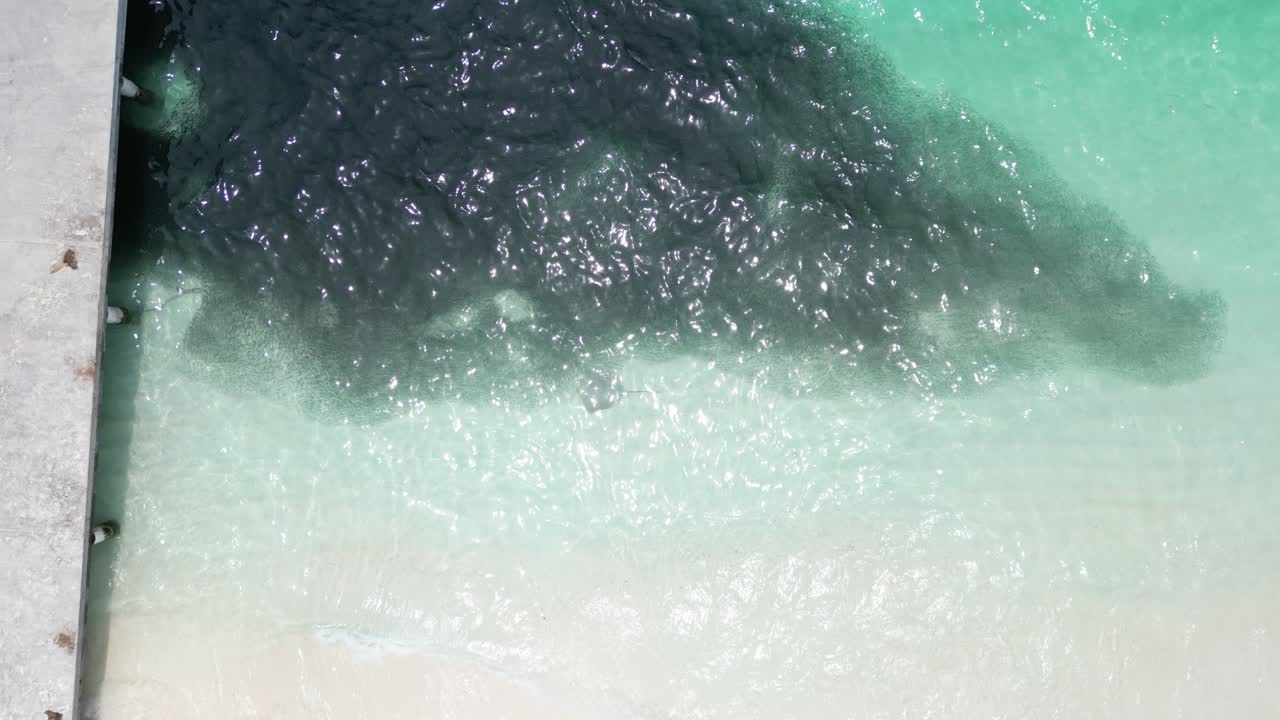 Dark Mass of Fish Shoal Swarming at Maldives Beach, Drone Top Down