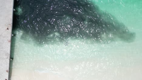 masa oscura de cardúmenes de peces enjambre en la playa de las maldivas, avión no tripulado de arriba hacia abajo