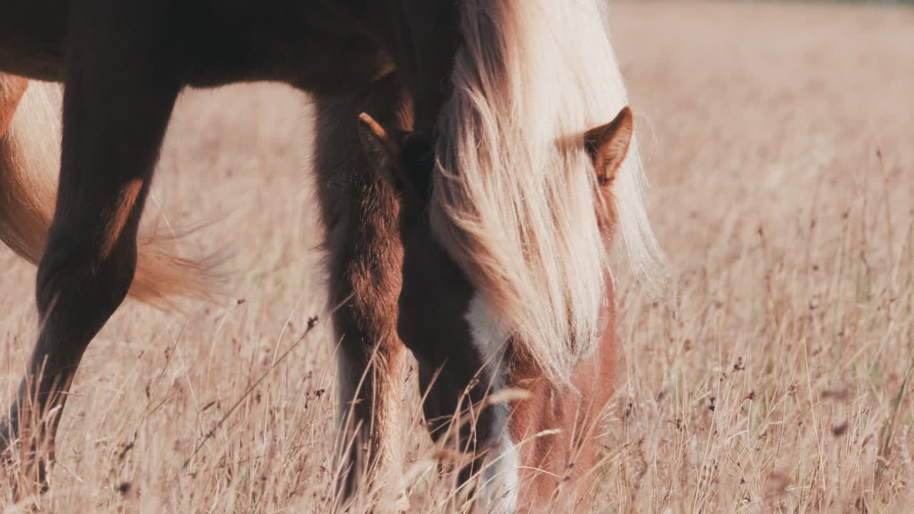 hermoso caballo islandés pasta en el campo, vista frontal en cámara lenta, brisa suave