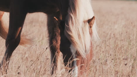 beautiful iceland horse grazes in field, slow motion front view, gentle breeze