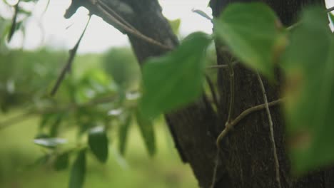 Eine-Nahaufnahme-Makroaufnahme-Eines-Grünen,-Lebendigen-Blattes-Von-Einem-Baum-In-Einem-Feld-Mit-Deutlichen-Adern-Und-Venolen-An-Einem-Schönen-Tag-Im-Freien,-Indien