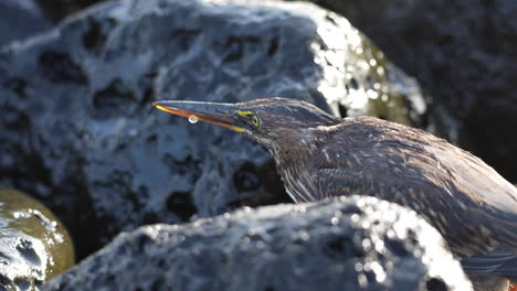 close up view of wet lava heron perched in between lava rocks in the galapagos