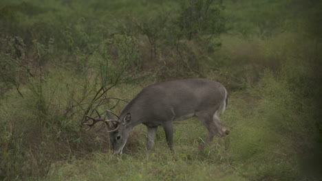 Weißwedelböcke-In-Texas,-USA