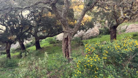 Atravesando-árboles-Que-Brotan-De-Un-Suelo-Esbelto,-Evocando-El-Concepto-De-Vegetación-Costera-En-Regiones-áridas.