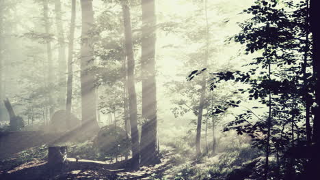 Sunrays-in-a-forest-on-a-hazy-morning