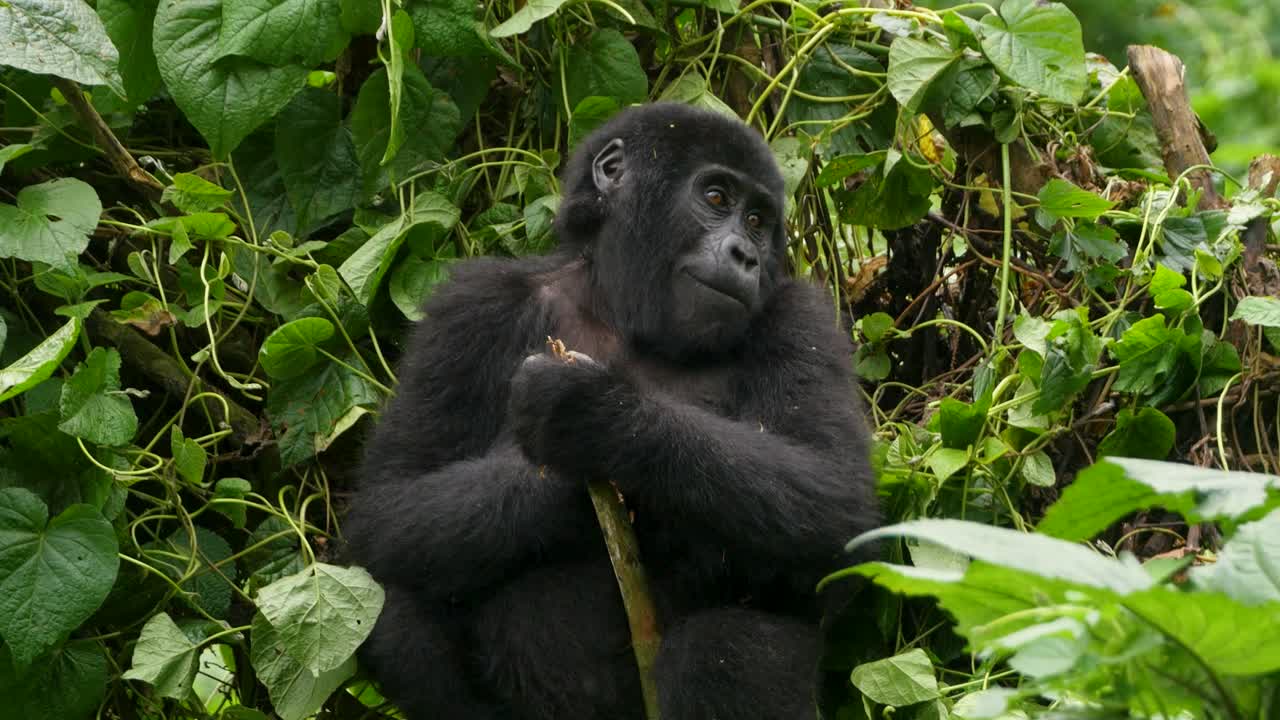 una toma de cerca de 4k de un joven gorila de montaña en peligro de extinción, que vive entre su hábitat natural de la jungla, el parque nacional de bosque impenetrable de bwindi de uganda, áfrica