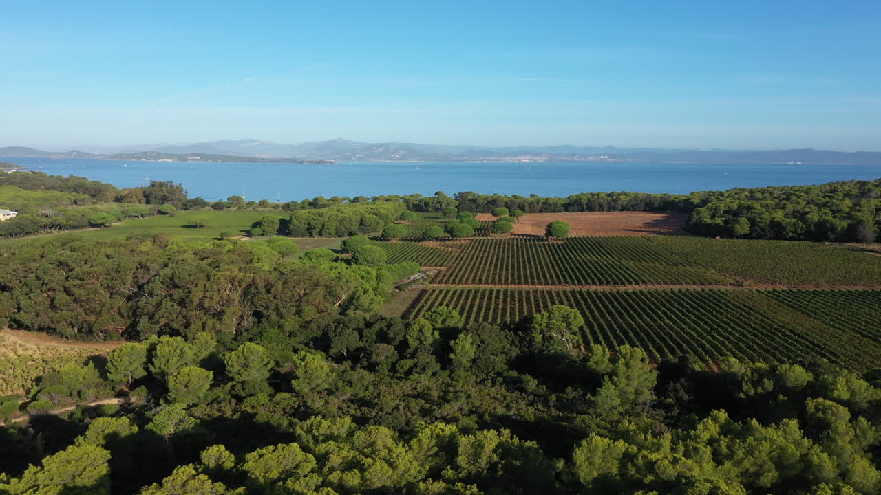 Vista panoramica del paesaggio rurale a Porquerolles, vigneti ripresi dall'alto, giornata di sole.
