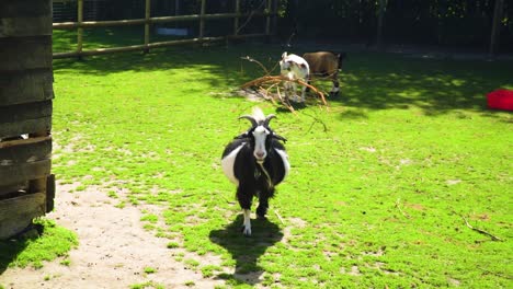 funny goat is walking towards the camera pov view bigger then usual comedy poise hold of his body was eating with his friends in background small branch like a boss slow motion sunny movie