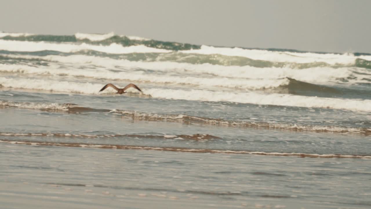 물 슬로우 모션 위에서 날아다니는 새들